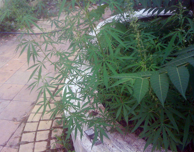 Antonio Serna + Brian Zegeer